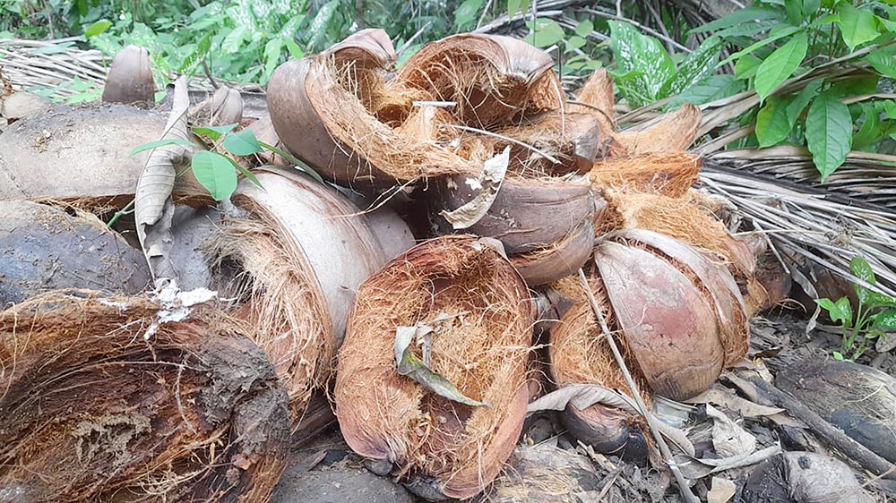 limbah kelapa menjadi pupuk