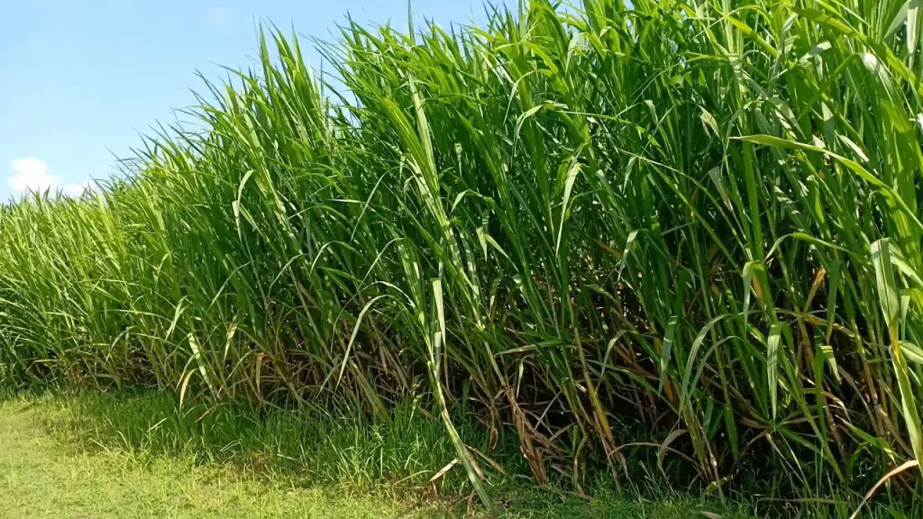 Cara Menanam Rumput Pakan Ternak, Ternyata Nggak Sulit