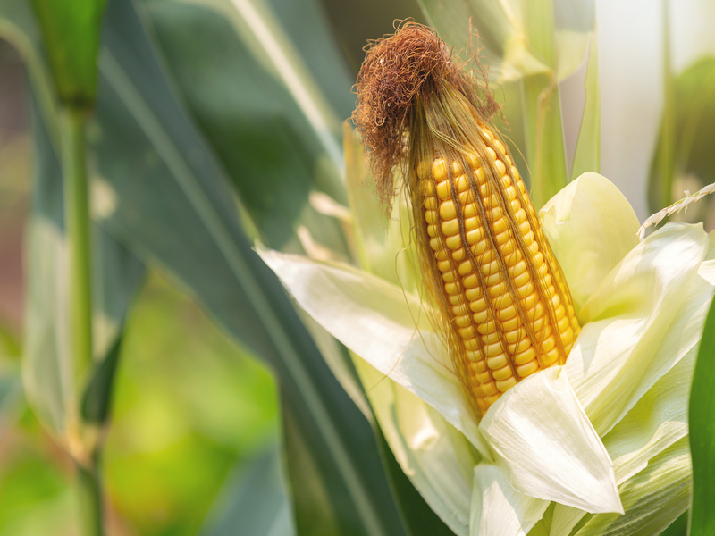 Usaha Hasil Panen Jagung Menguntungkan