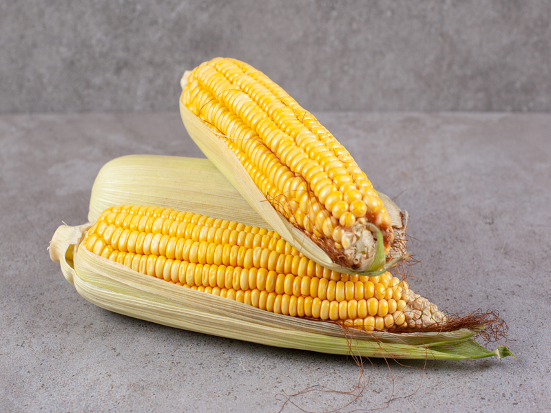 usaha hasil panen jagung