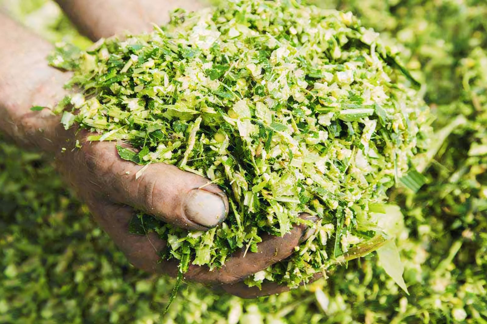 Alat Fermentasi Pakan Kambing Cara Kerja agar Hasil Maksimal