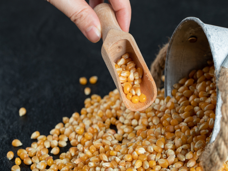 usaha hasil panen jagung