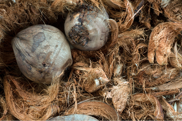 Inovasi dan Strategi Pemasaran Sabut Kelapa yang Efektif