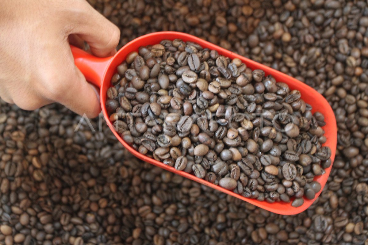 mengatasi biji kopi tidak kering merata