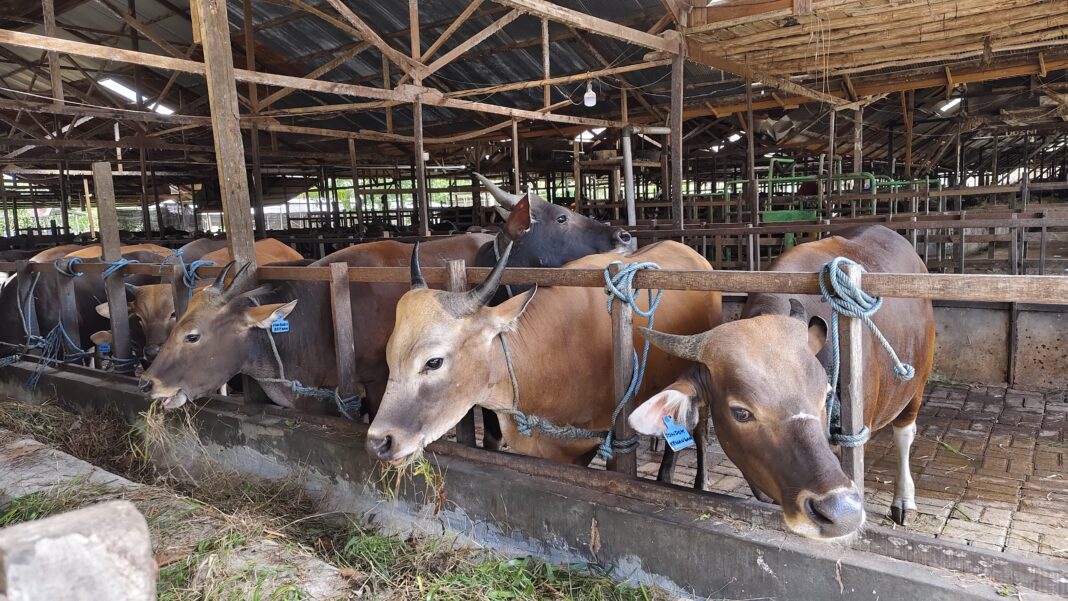 usaha ternak sapi pedaging