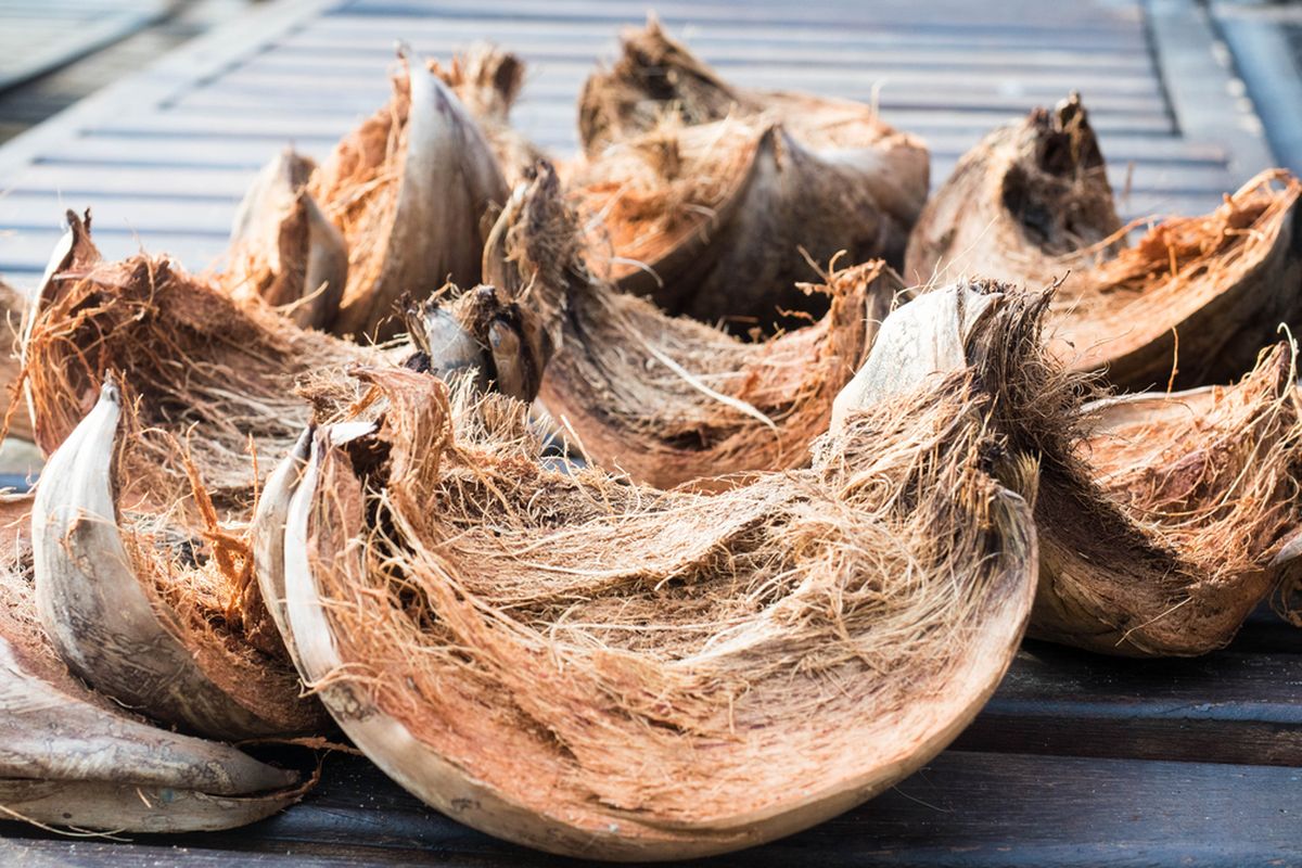 Sabut kelapa sebagai substrat tanaman buah tropis