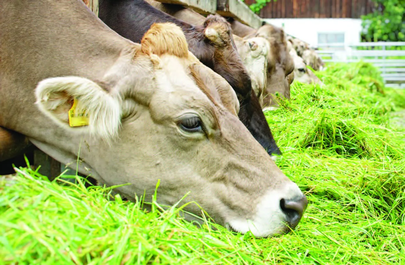 Pakan Hijau Penambah Bobot untuk Meningkatkan Produktivitas Ternak