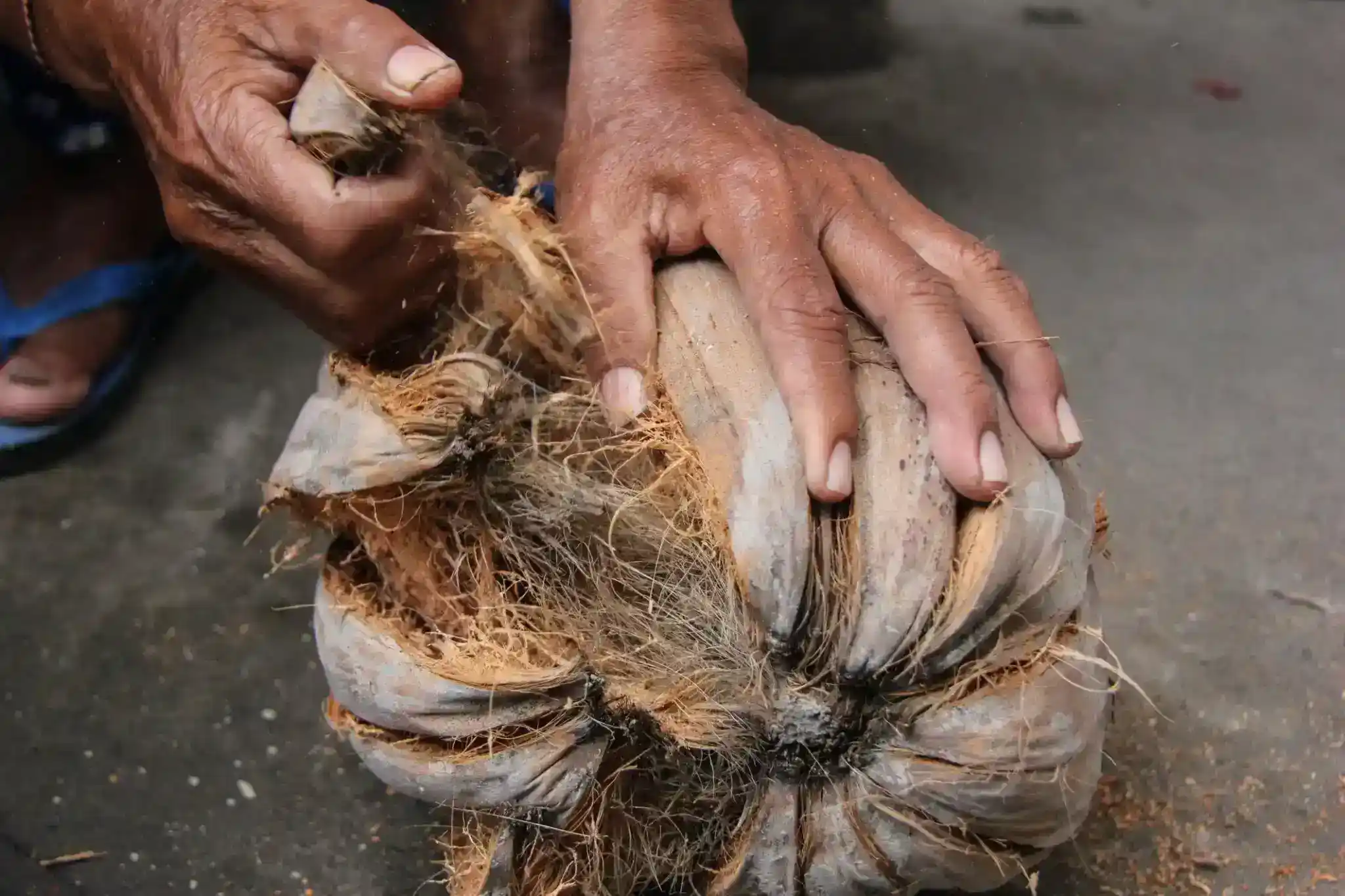 Cara Mendapatkan Serat Kelapa untuk Berbagai Kebutuhan